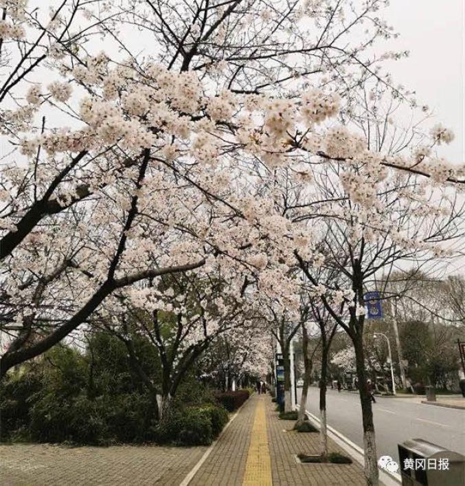 黄冈发布】春暖花开，黄冈最全赏花景点都给小主们准备好了～_澎湃号