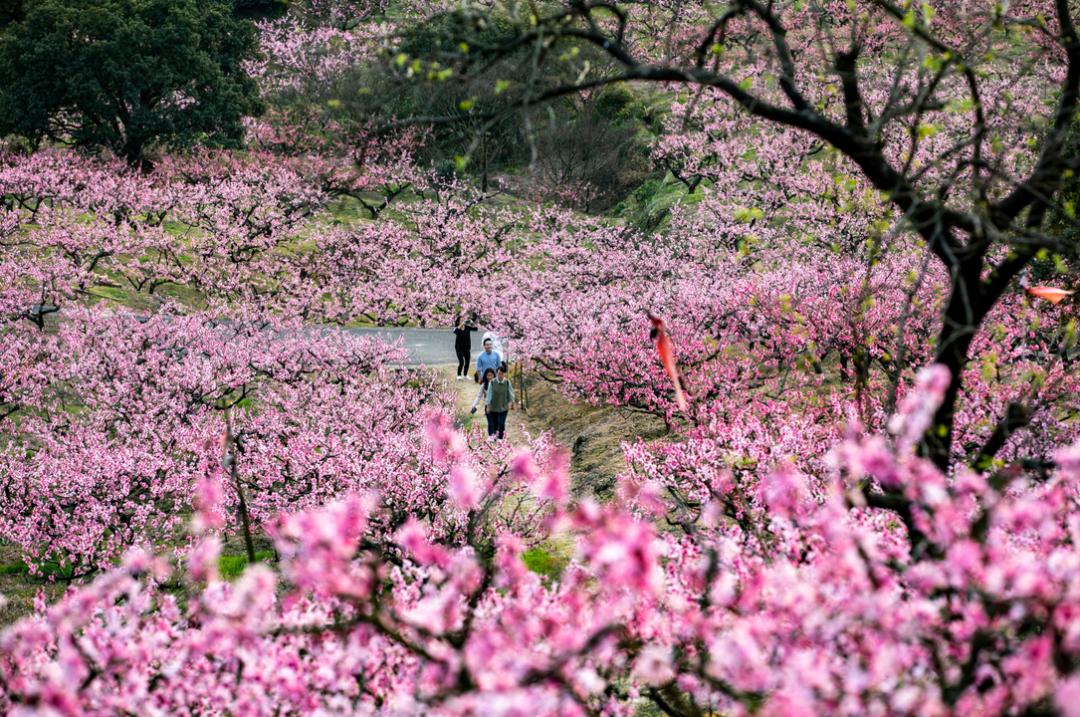 奉化水蜜桃文化节组委会办公室联合奉化区妇联,奉化团区委推出"桃花源