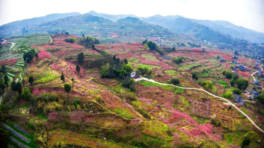 美成仙境龙泉山桃花已进入盛花期错过再等一年
