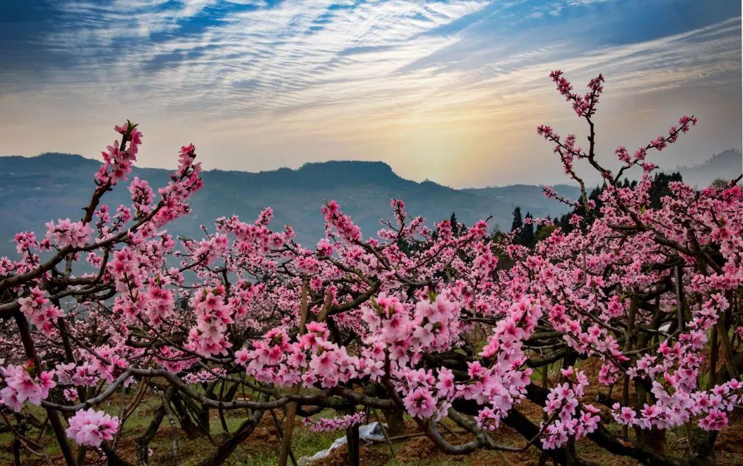 最美桃花图片世外桃源图片