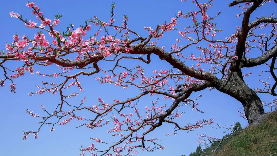 美成仙境!龙泉山桃花已进入盛花期,错过再等一年!