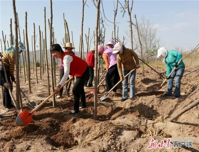 全民義務植樹取得顯著成效甘肅省40年完成造林146億畝