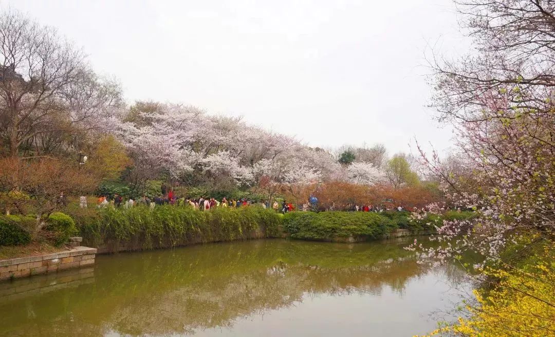 查家湾樱花大道图片