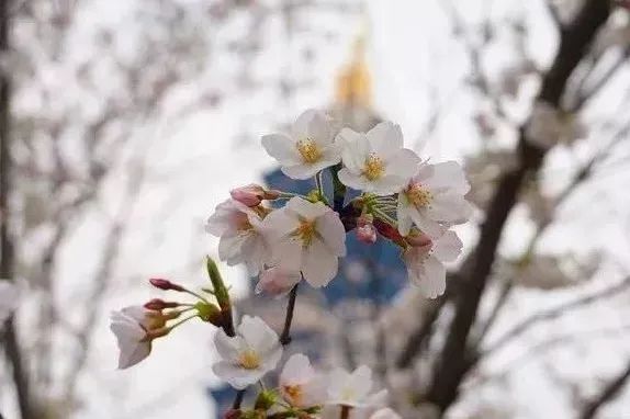 三百余株早樱已陆续绽放半山亭和大草坪旁的"樱花弯道"引种了染井吉野