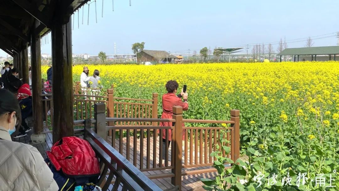 江北達人村油菜花海據瞭解,眼下寧波正值春花爛漫的時節,除了奉化林家