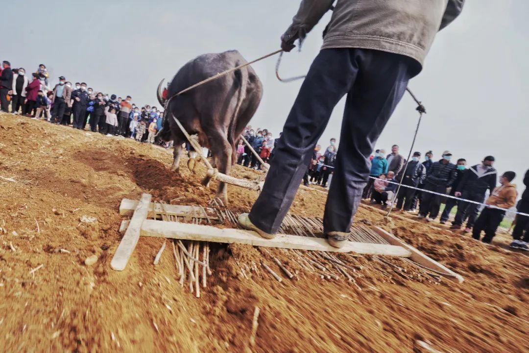 大地回春,万物复苏"潜龙勿用"转到"见龙在田"此时二月二又称春龙节