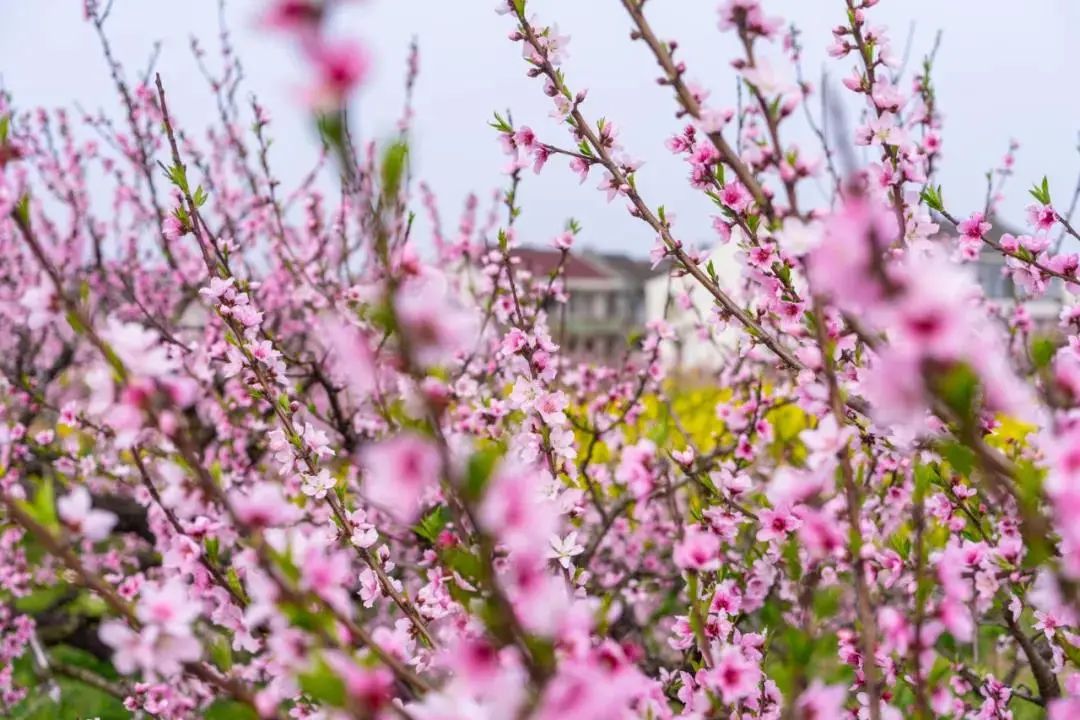 上海10日或已入春申城桃花始盛开最新花期图请收好