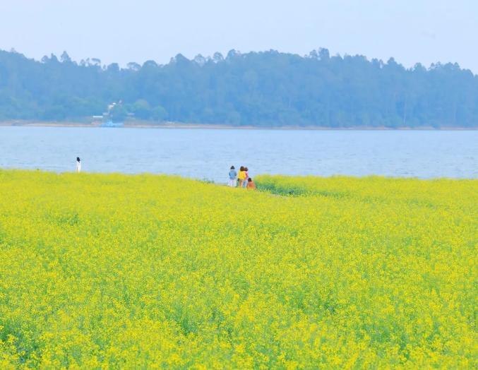 绿水青山带笑颜开平这片花海开了刷爆朋友圈