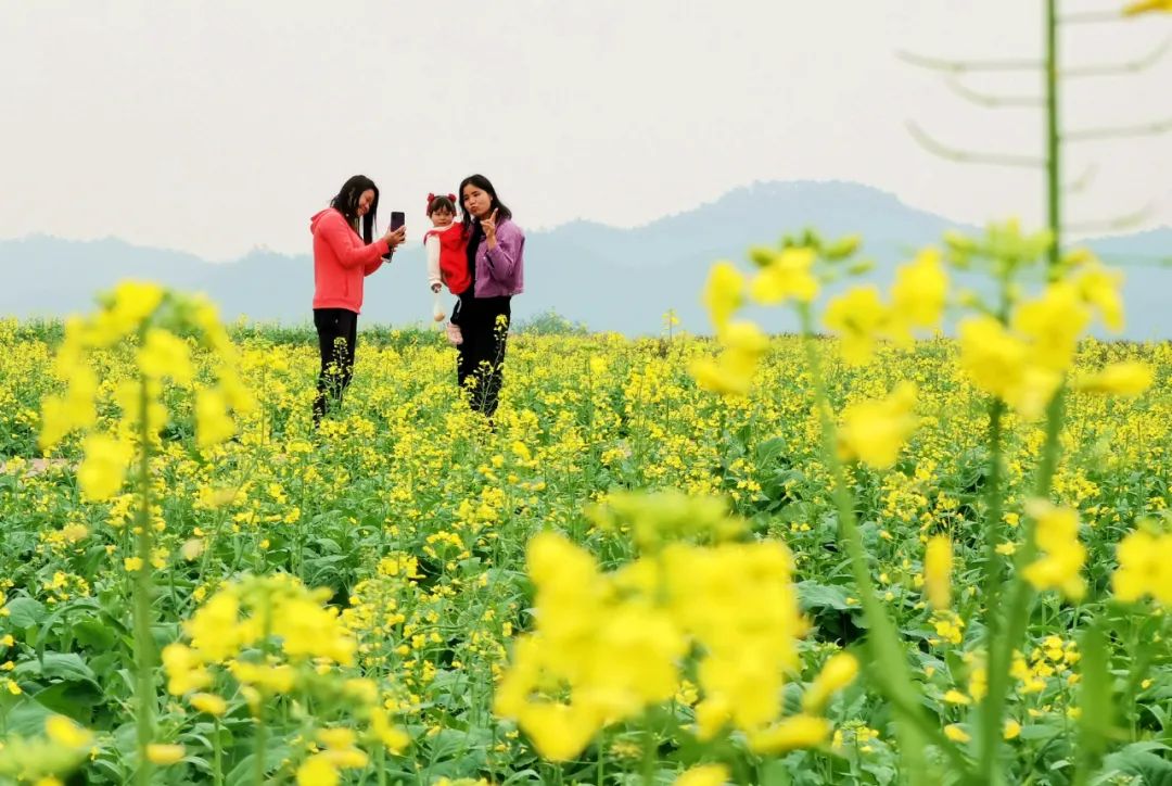 开平大沙大塘面油菜花图片