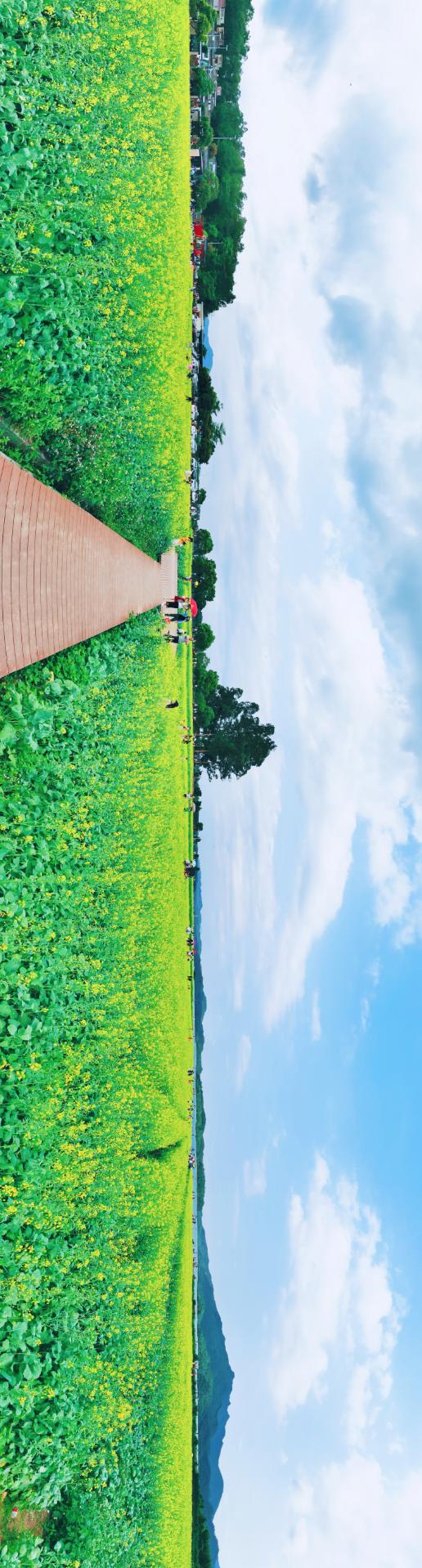 绿水青山带笑颜开平这片花海开了刷爆朋友圈