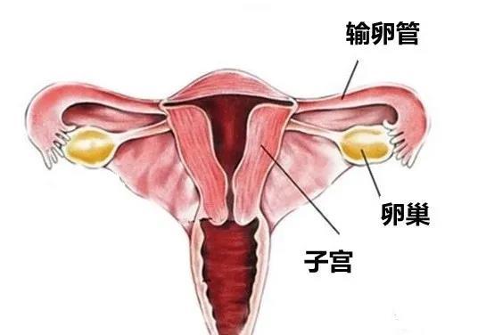 卵巢在人体的位置图图片