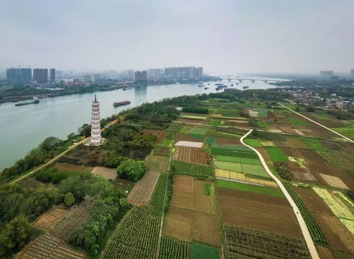 (英德市大站镇江南蔬菜基地.清远日报签约摄影师 李阳桂 摄)