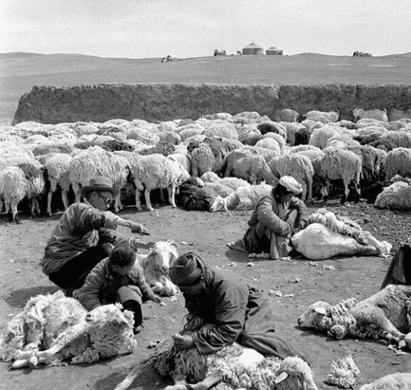 20世纪60年代的内蒙古锡林郭勒盟巴彦锡林人民公社,社员们在草原上剪