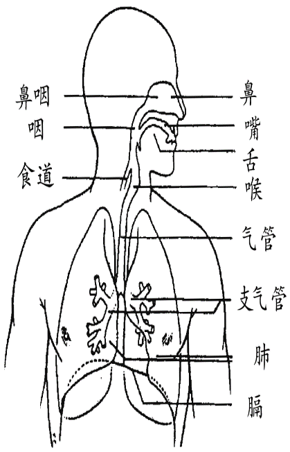 人体呼吸器官怎么画图片