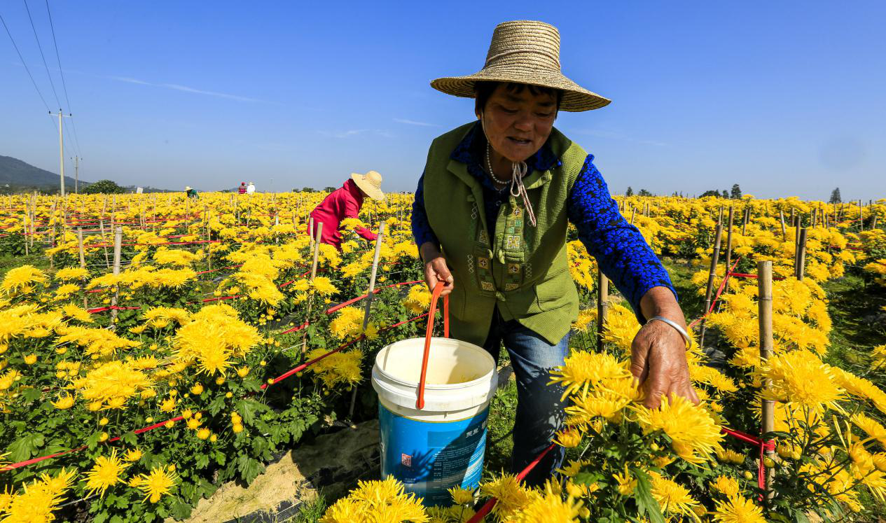 印记·庐江小康生活实录丨脱贫到乡村振兴,产业升级描绘特色样本