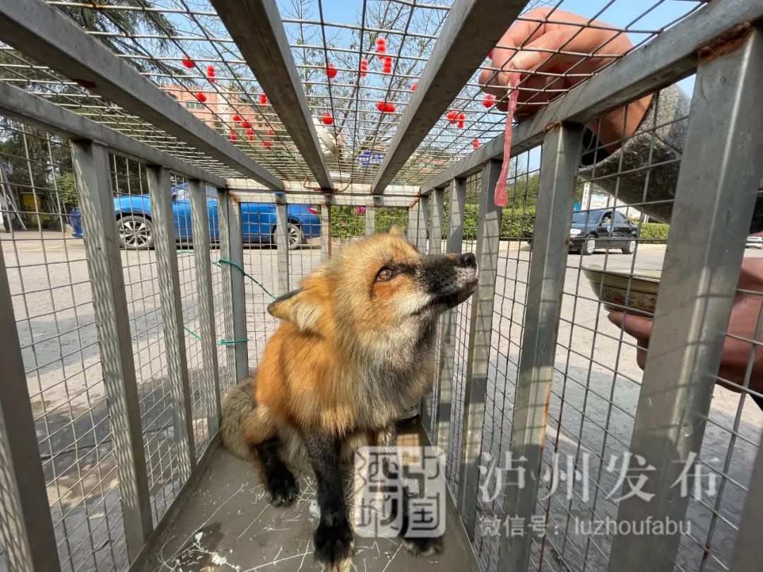 动物园进行专业救护和饲养李华蓉提醒大家如果碰到野生动物切勿轻易