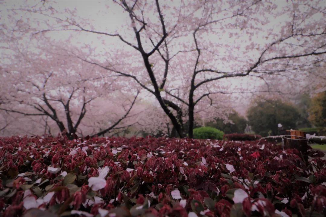 惊艳武大在下樱花雨