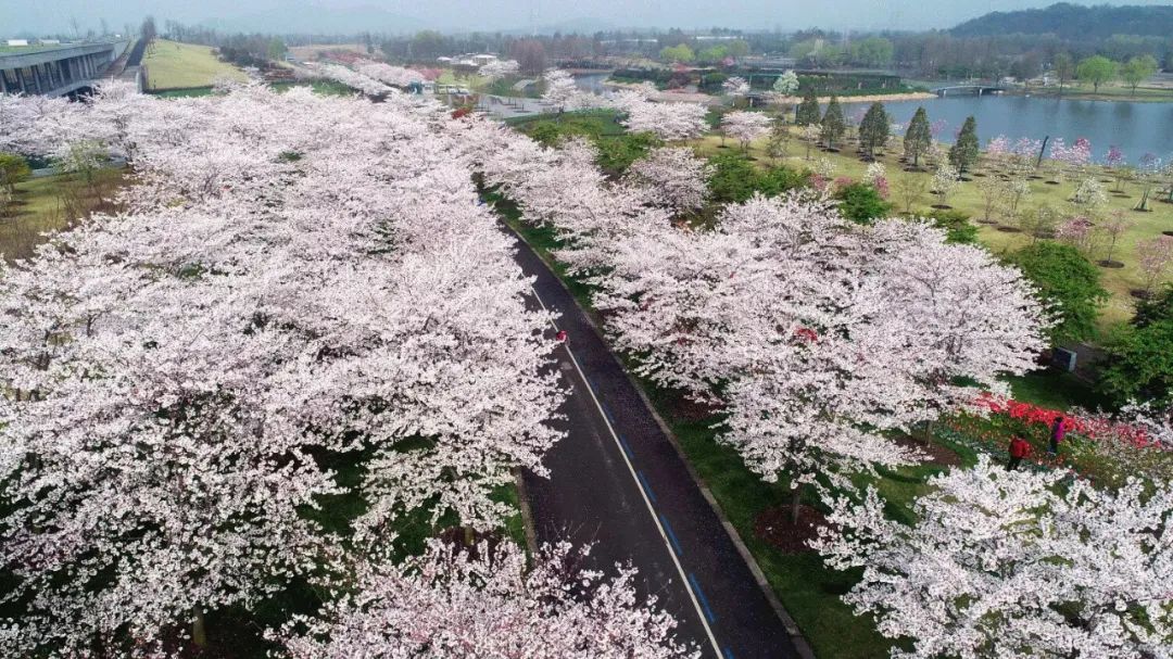 辰山植物園第一枝染井吉野綻放即將迎來盛花期