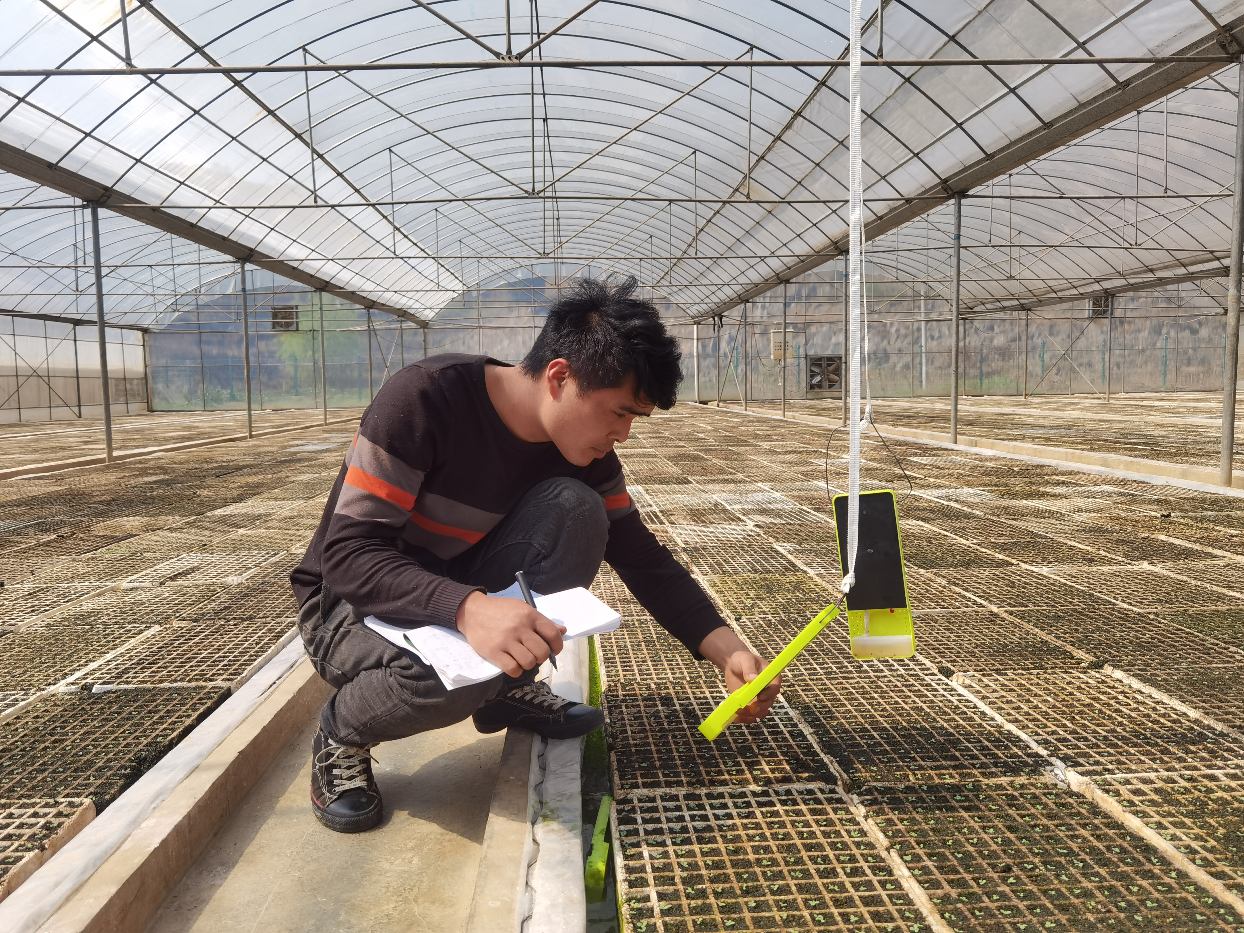 落實育苗技術標準,精準管控苗床水肥及溫溼度,全面推行剪葉煉苗措施