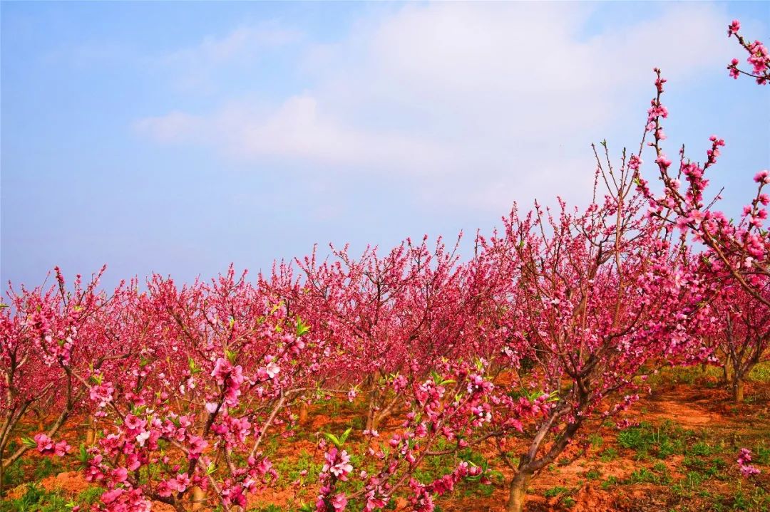 万亩桃花绽芳华弥勒这里的春耕图太美啦
