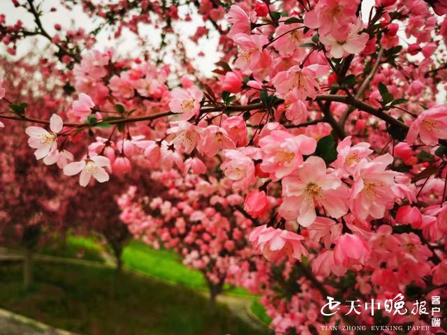 西平县委,县政府以打造"生态宣居地,花海旅游城"为目标,按照"海棠为主