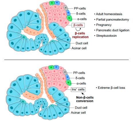 胰岛细胞结构图图片
