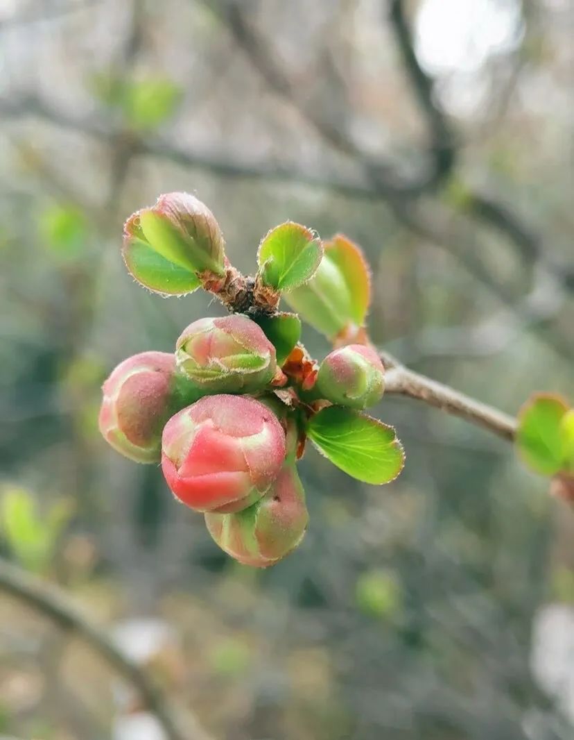初春铜城枝头花苞俏