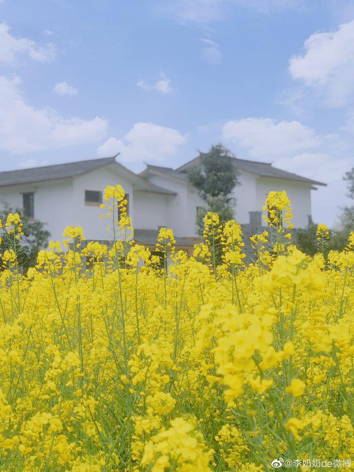 今春no1的网红彩色的油菜花田来了就在成都