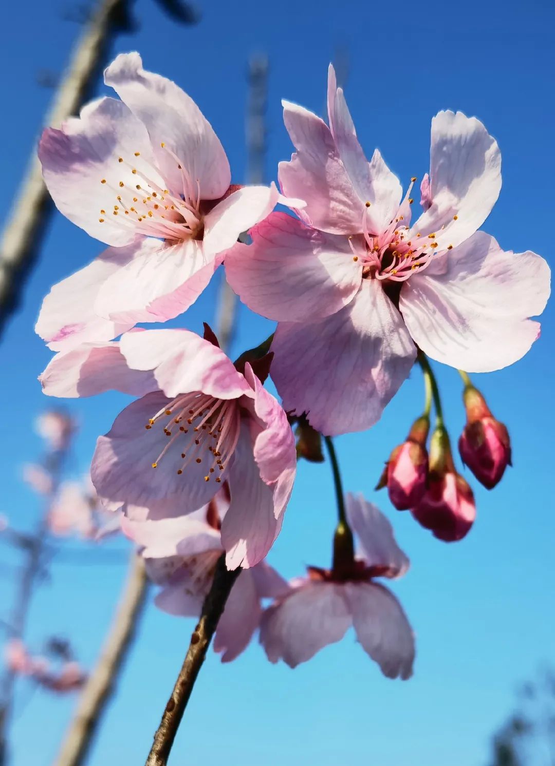 宜宾市市花图片