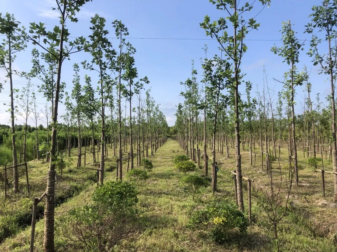 生态廊道公益林金山森林覆盖率不断提升