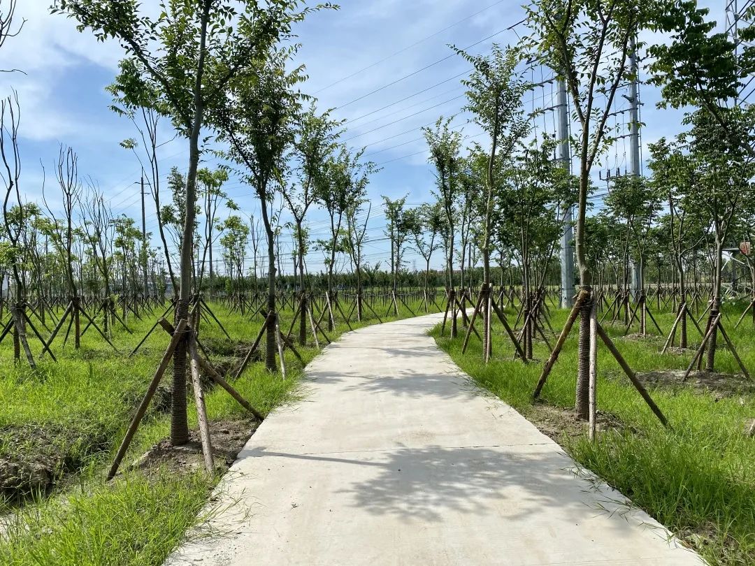 生态廊道公益林金山森林覆盖率不断提升