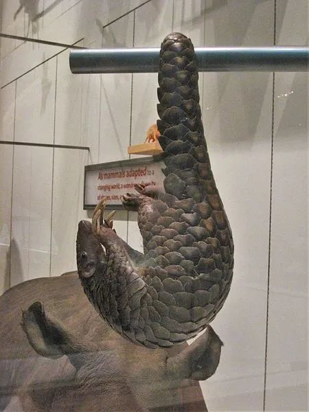 中华穿山甲的标本，它的尾巴具有盘卷能力，可以把自己挂在树枝上。图片：Claire H. / Wikimedia Commons