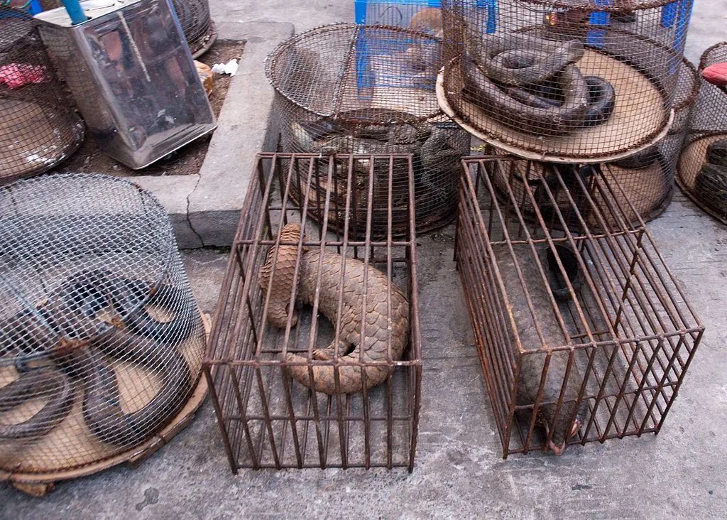 缅甸，关在笼中进行非法交易的穿山甲。图片：Dan Bennett / Wikimedia Commons