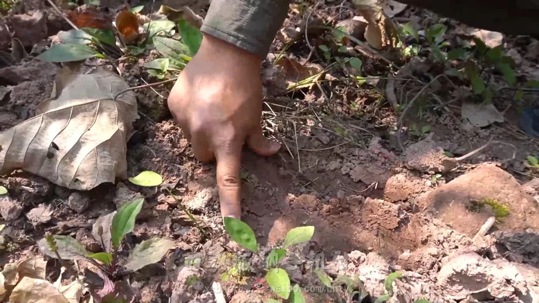 野牛蹄印野牛糞便西雙版納國家級自然保護區科學研究所高級工程師張忠