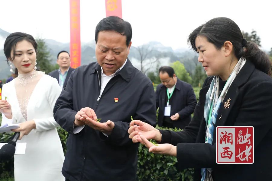 茶旅盛会第五届中国古丈茶旅文化节今日开园