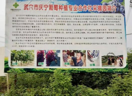 巾帼亮作为——"全国巾帼建功先进集体"武穴市庆宁葡萄种植专业合作社