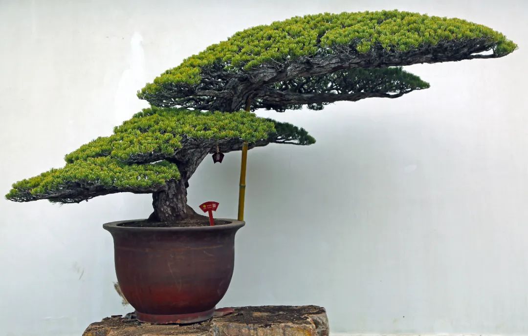 苍松迎客翻盆记