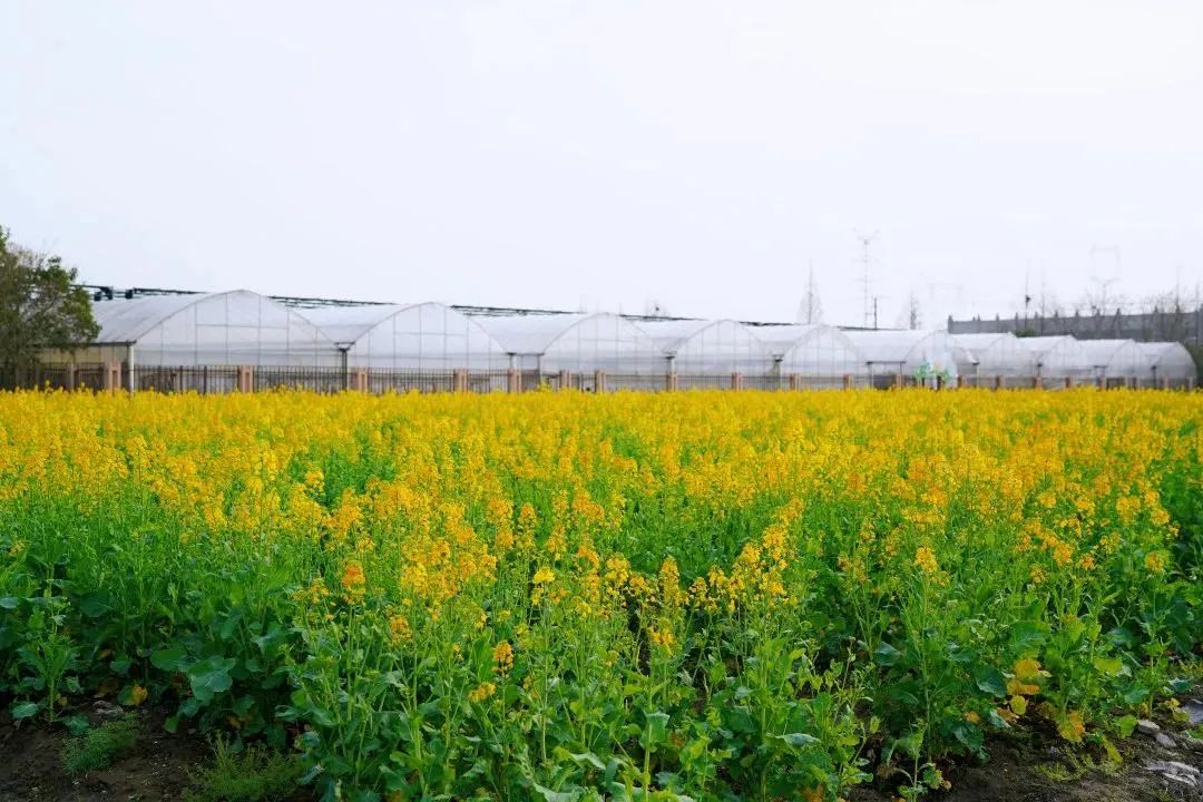 菊园百果园完成升级改造开园迎客