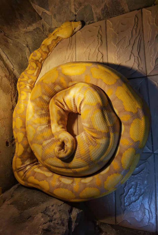 合肥12岁薰衣草网纹蟒产下47枚蛇蛋预计夏天出生