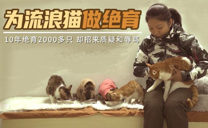 流浪猫泛滥：女子花光50多万绝育2000多只流浪猫