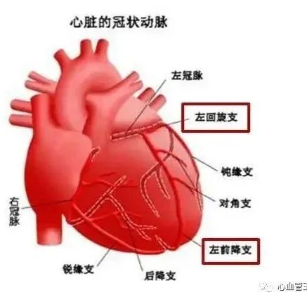 心肌桥是个什么心脏病都没事医生辟谣也可能引发心肌梗死