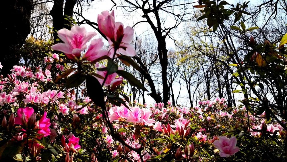 昆明杜鹃花节启幕黑龙潭公园约你来赏35万余株杜鹃