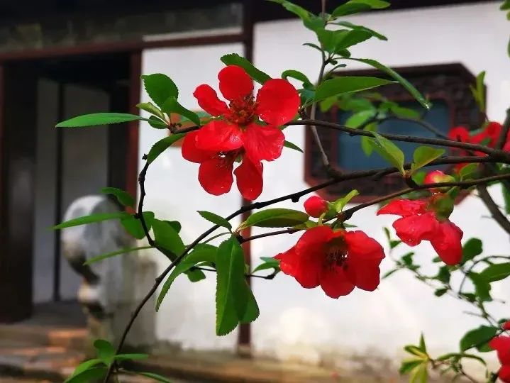 木瓜海棠以果實像木瓜而出名,樹形優美,花開早,花色清麗,春可賞花,秋