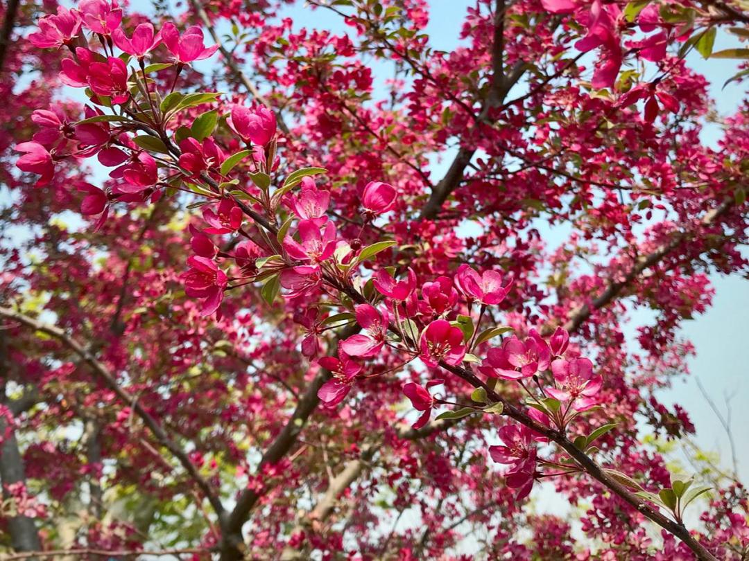 最美不过海棠红