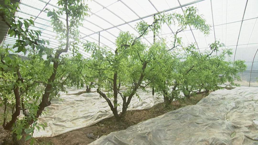 冬枣住大棚今朝家庭农场特色化种植带来产业新发展