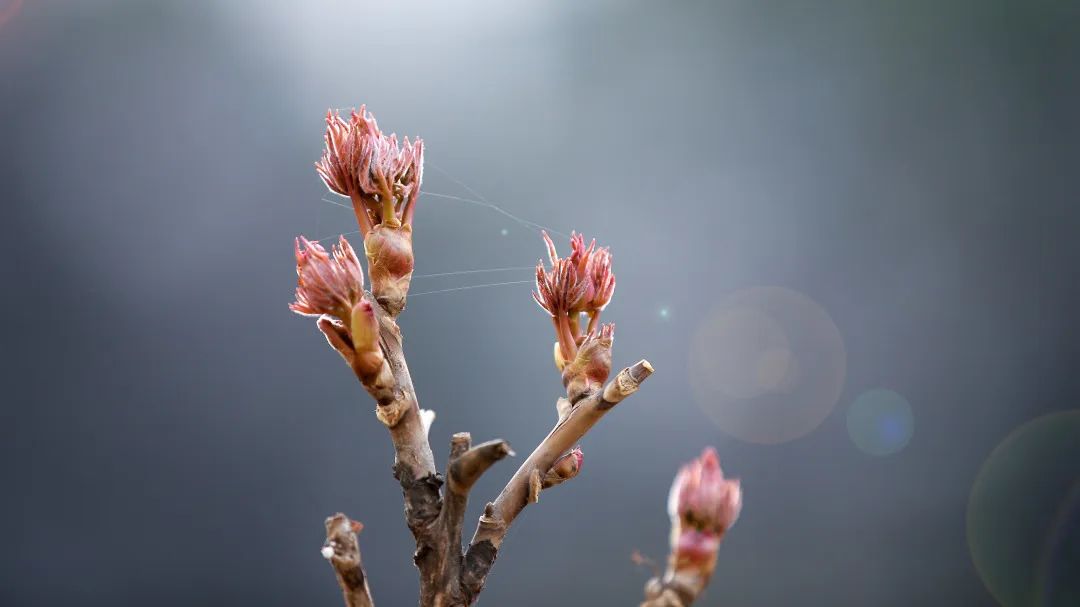 我们在家中送冬天归去 在满园春色中回到校园 鸣阳凤归 枝露新蕊 明媚