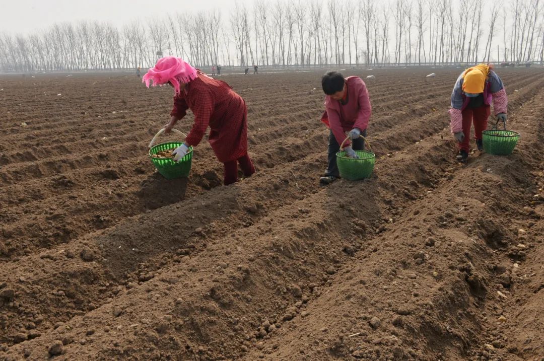 图文预埋滴管水肥一体看即墨这个地方怎样种植马铃薯