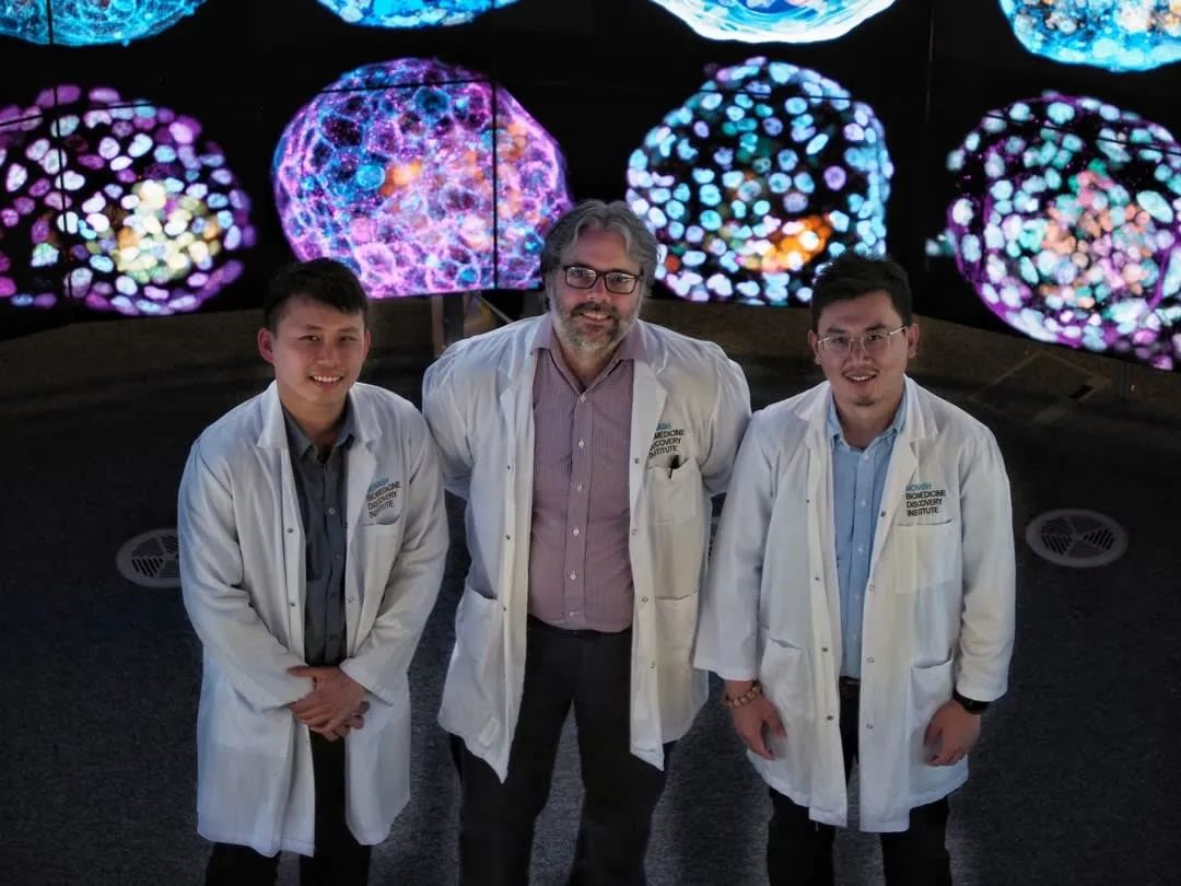 人类从胚胎到胎儿发育全过程_科学家成功培养首个人类胚胎模型_人类胚胎期的主要血红蛋白