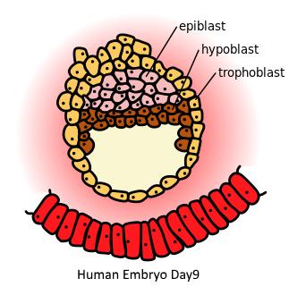 人类胚胎期的主要血红蛋白_科学家成功培养首个人类胚胎模型_人类从胚胎到胎儿发育全过程
