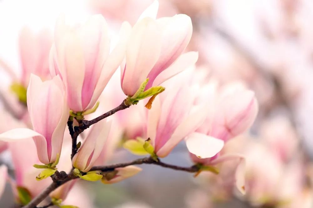 辰山植物园木兰已进入最佳观赏期粉白相间阵阵花香惹人醉